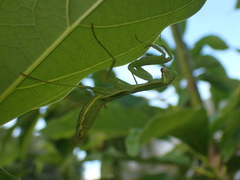 Hierodula patellifera