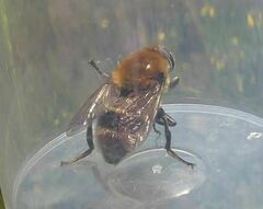 Merodon equestris