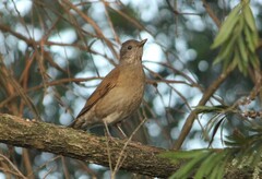 Turdus leucomelas