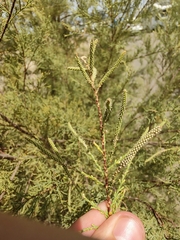 Tamarix
