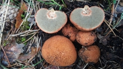 Rhizopogon rocabrunae