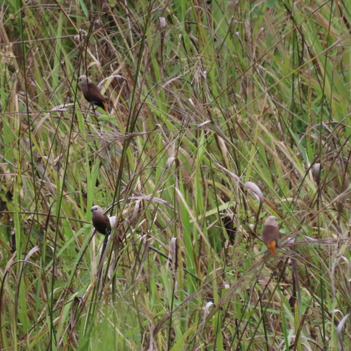 Grey-headed Mannikin (Lonchura caniceps), photo 2