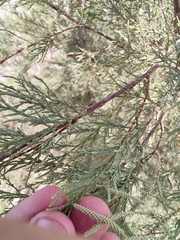 Tamarix