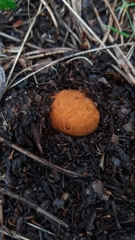 Rhizopogon rocabrunae