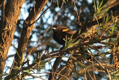 Icterus pyrrhopterus