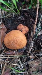 Rhizopogon rocabrunae