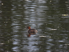 Tachybaptus ruficollis
