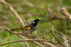 Phylidonyris novaehollandiae