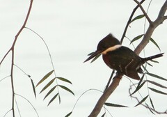 Chloroceryle americana