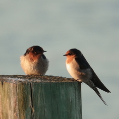 Hirundo neoxena