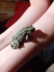 Bufotes viridis viridis