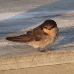 Hirundo neoxena