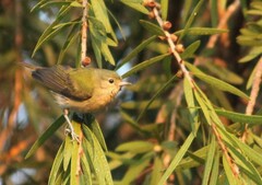 Conirostrum speciosum
