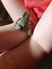 Bufotes viridis viridis