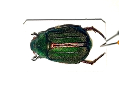 Mimela holosericea