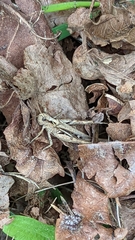 Glyptobothrus