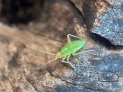 Miridae