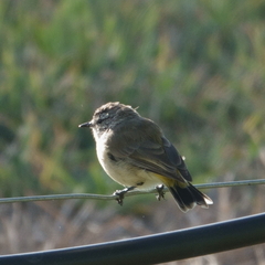 Acanthiza chrysorrhoa