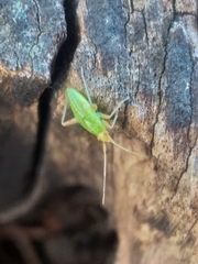 Miridae