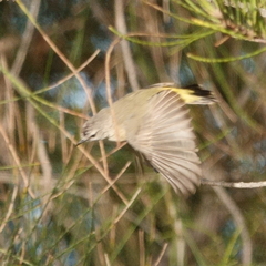 Acanthiza chrysorrhoa