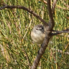 Acanthiza chrysorrhoa