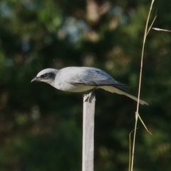 Coracina novaehollandiae