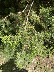 Juniperus deltoides