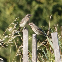Acanthagenys rufogularis