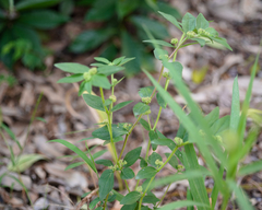 Euphorbia hirta