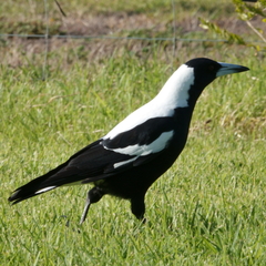 Gymnorhina tibicen