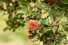 Banksia ilicifolia