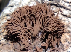 Stemonitis