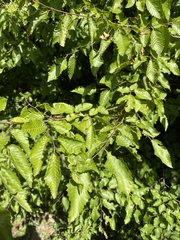 Carpinus