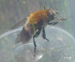 Merodon equestris