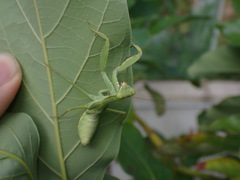 Hierodula patellifera