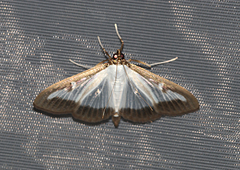 Cydalima perspectalis