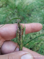 Carex acuta