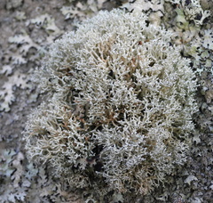 Sphaerophorus fragilis