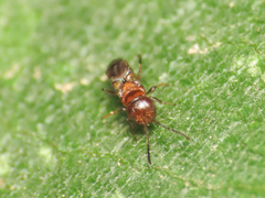 Encyrtus aurantii