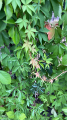 Parthenocissus quinquefolia