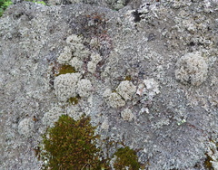 Sphaerophorus fragilis