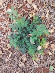 Leucaena leucocephala
