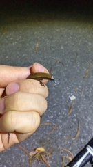 Ateuchosaurus pellopleurus