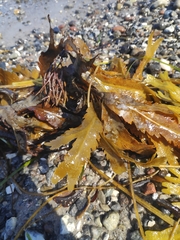 Fucus serratus
