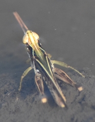 Orphulella pelidna