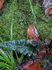 Polypodiopsida