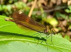 Calopteryx