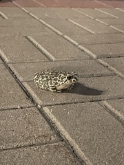 Bufotes viridis viridis