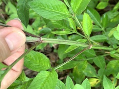 Bidens alba