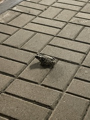 Bufotes viridis viridis